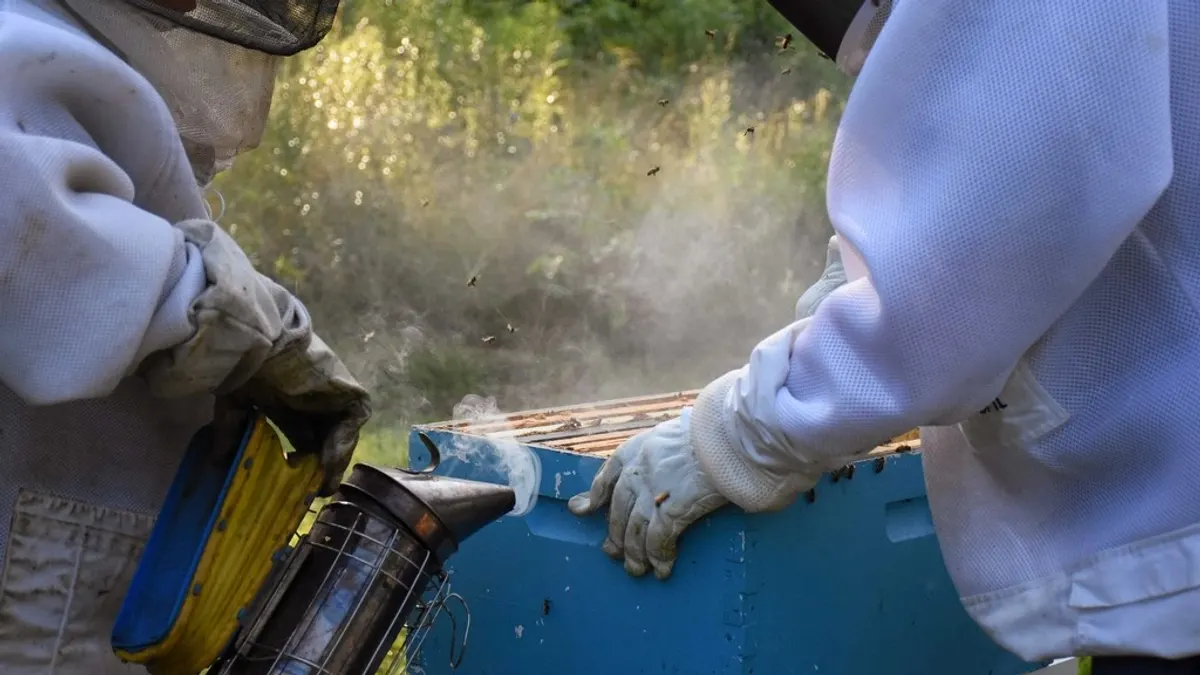 A beekeeper in a white suit and gloves puffs smoke from a stainless smoker into an opened hive box