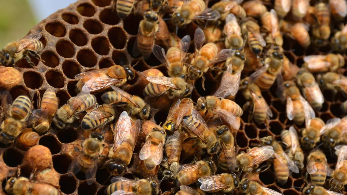 A honey bee queen with a yellow paint dot on her thorax, surrounded by workers on comb