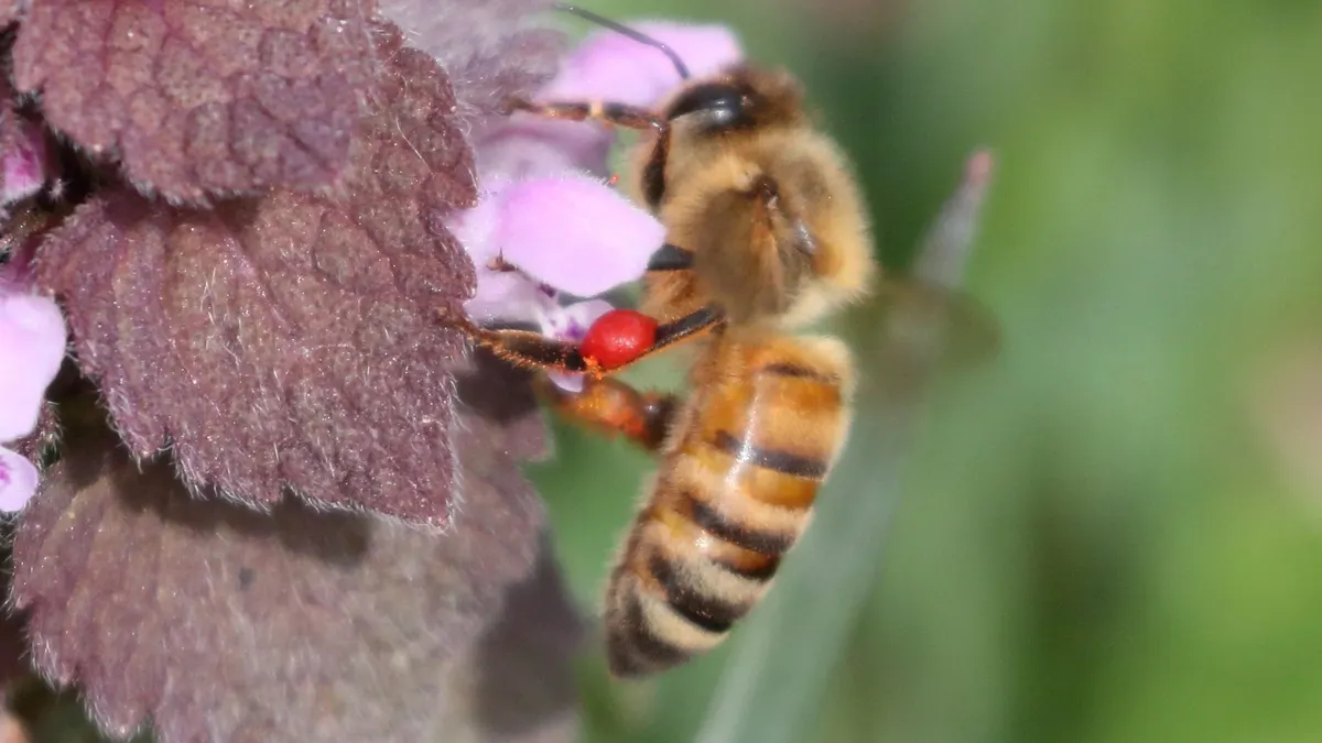 A honey bee on a purple flower with a red varroa mite on its body